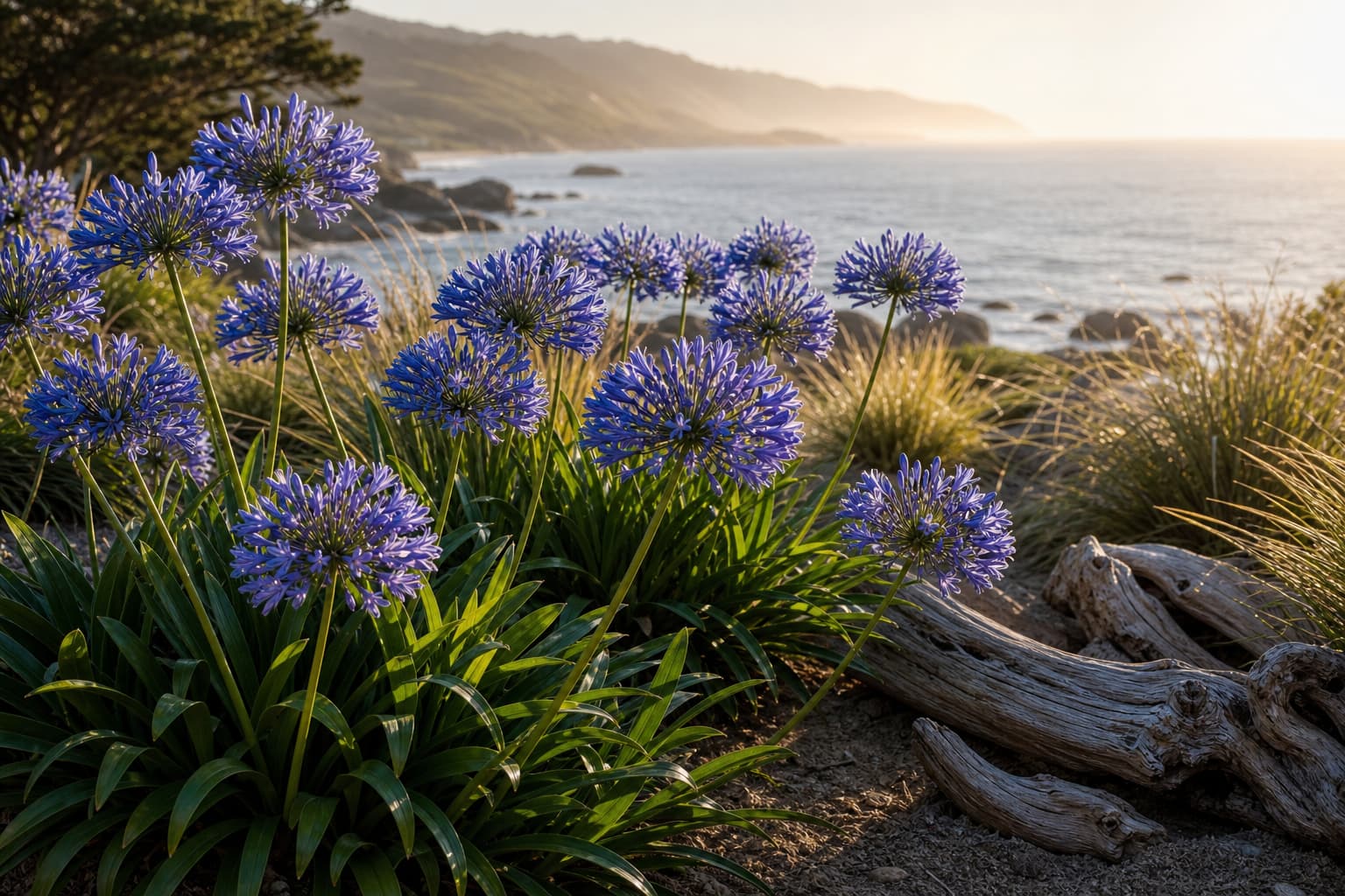Des agapanthes aux fleurs sphériques bleues poussant dans un jardin côtier, avec du bois flotté, des herbes ornementales, une brume de mer et des falaises au loin sous une lumière dorée de fin d