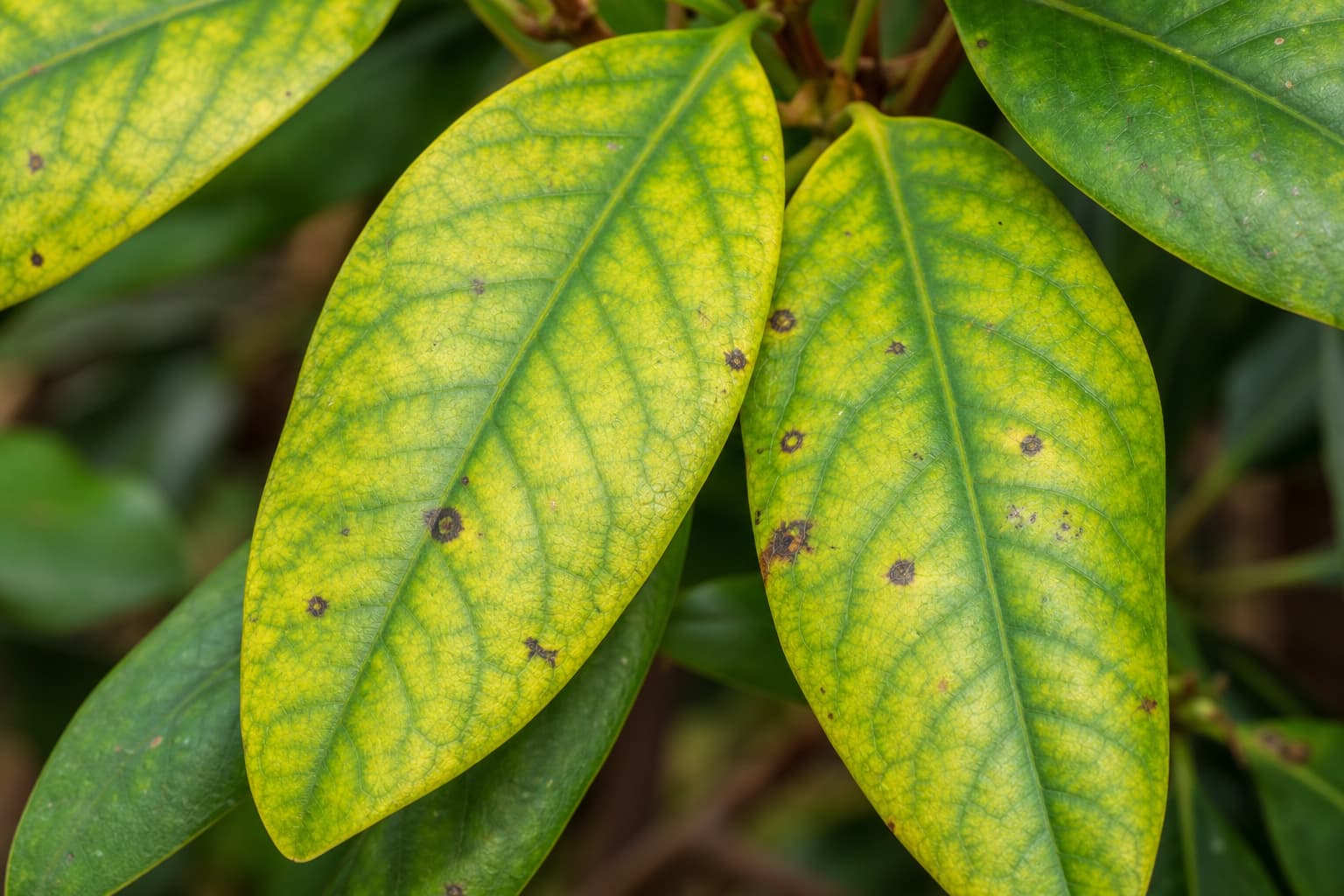 Jaunissement caractéristique entre les nervures vertes sur des feuilles de rhododendron, avec de légères taches fongiques, en macrophotographie nette sur fond de jardin flou.