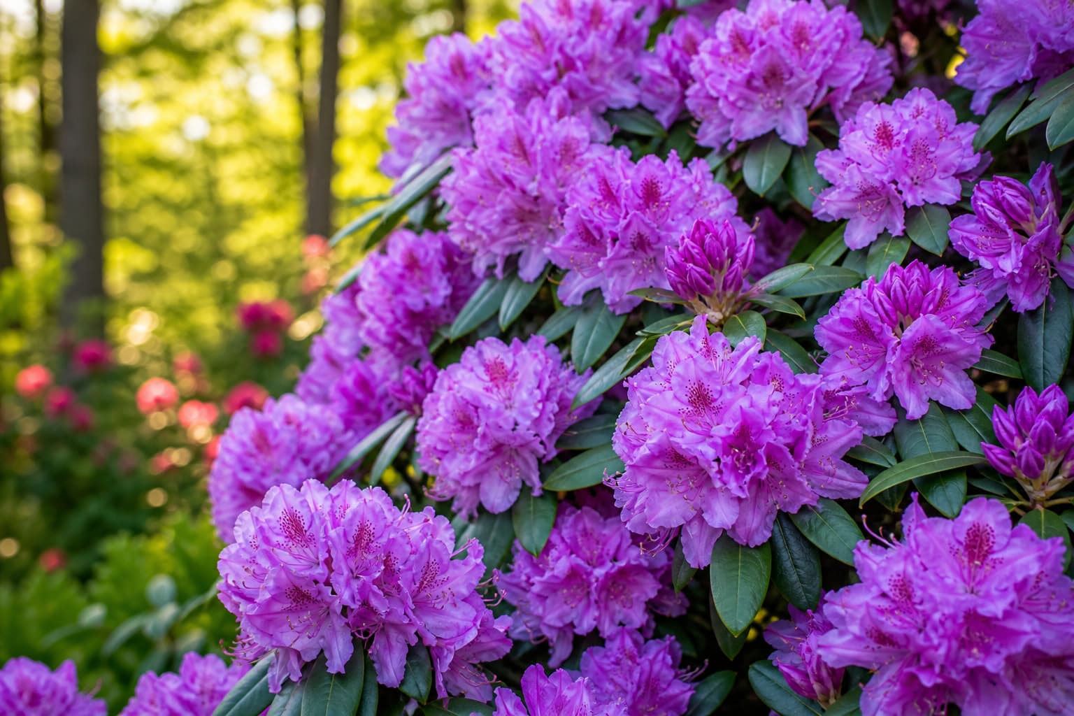 Buisson de rhododendron aux fleurs roses et pourpres éclatantes, feuillage vert sombre luisant, baigné de lumière matinale dans un jardin tempéré.