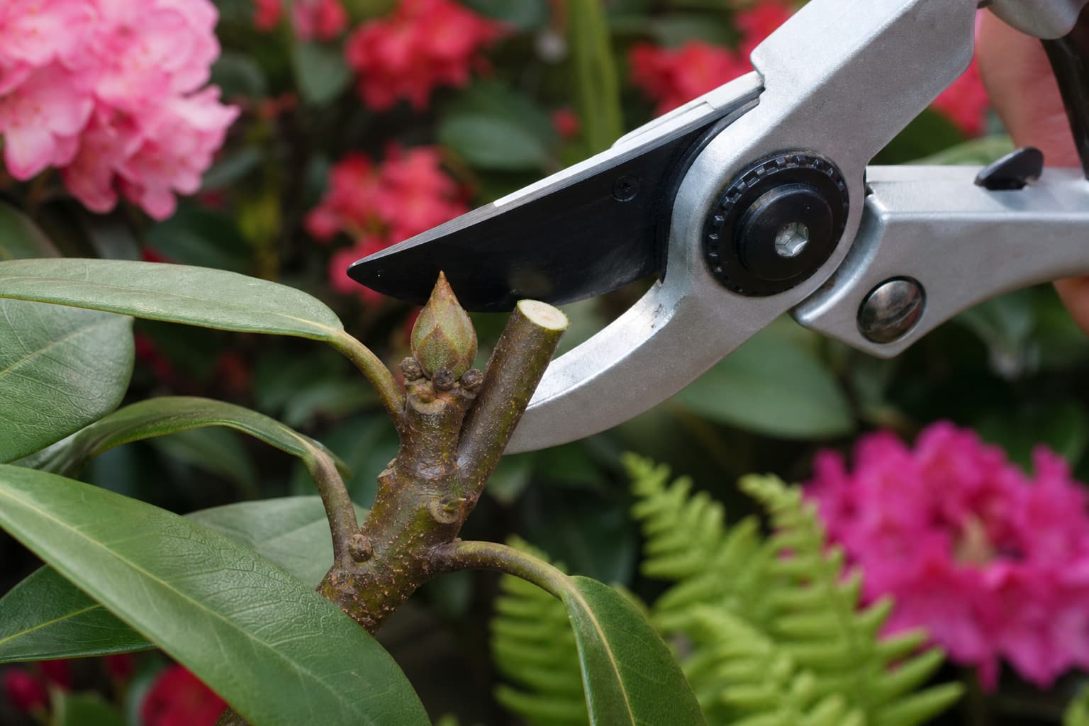 Un sécateur propre coupe avec précision juste au-dessus d’un bourgeon dormant sur une branche de rhododendron, entouré d’un jardin flou aux plantes acidophiles, lumière naturelle soulignant la coupe nette et l’écorce saine.
