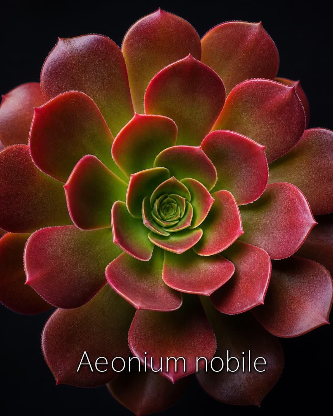 Rosette d