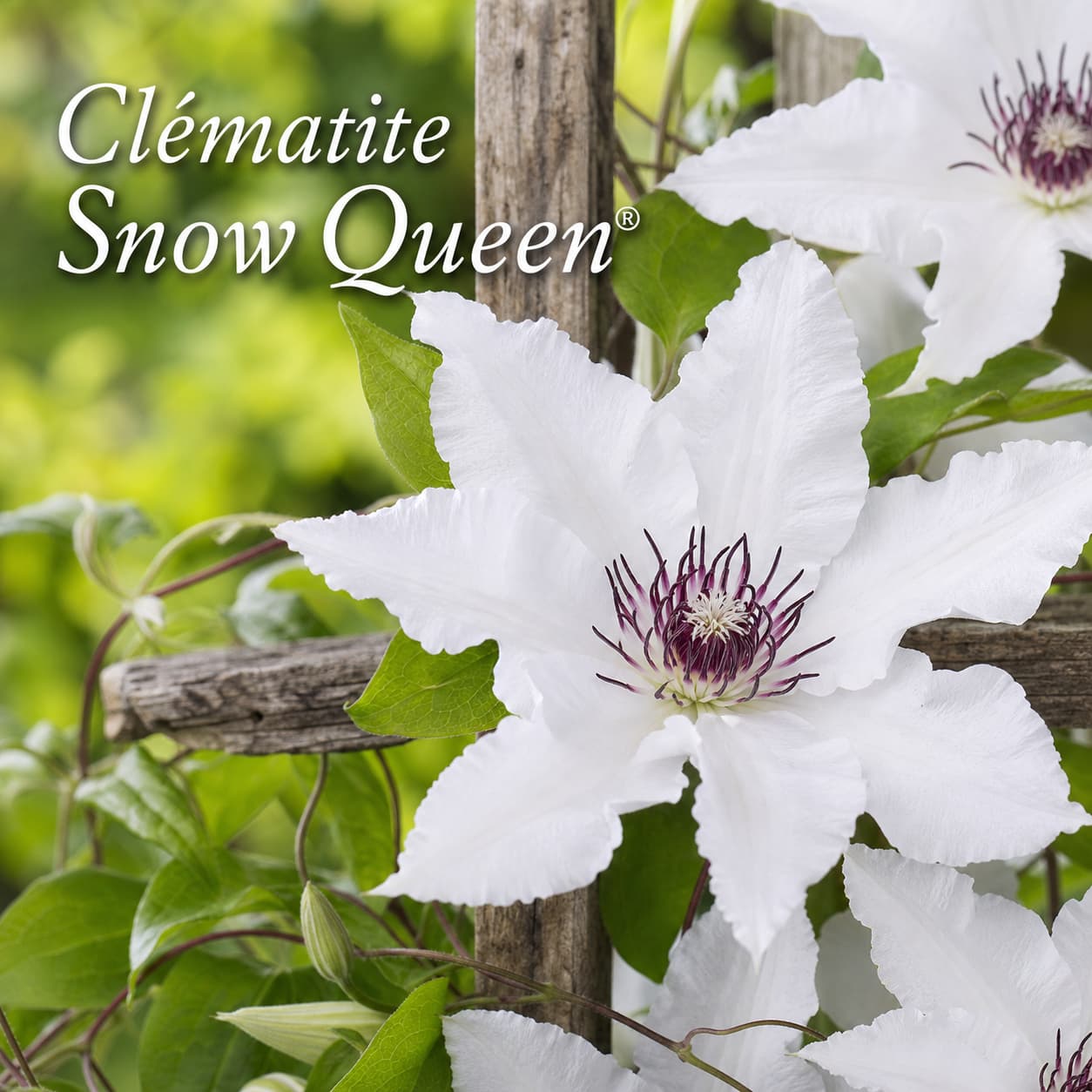 Gros plan de fleurs blanches de la clématite Snow Queen grimpant sur un treillis en bois, avec un texte