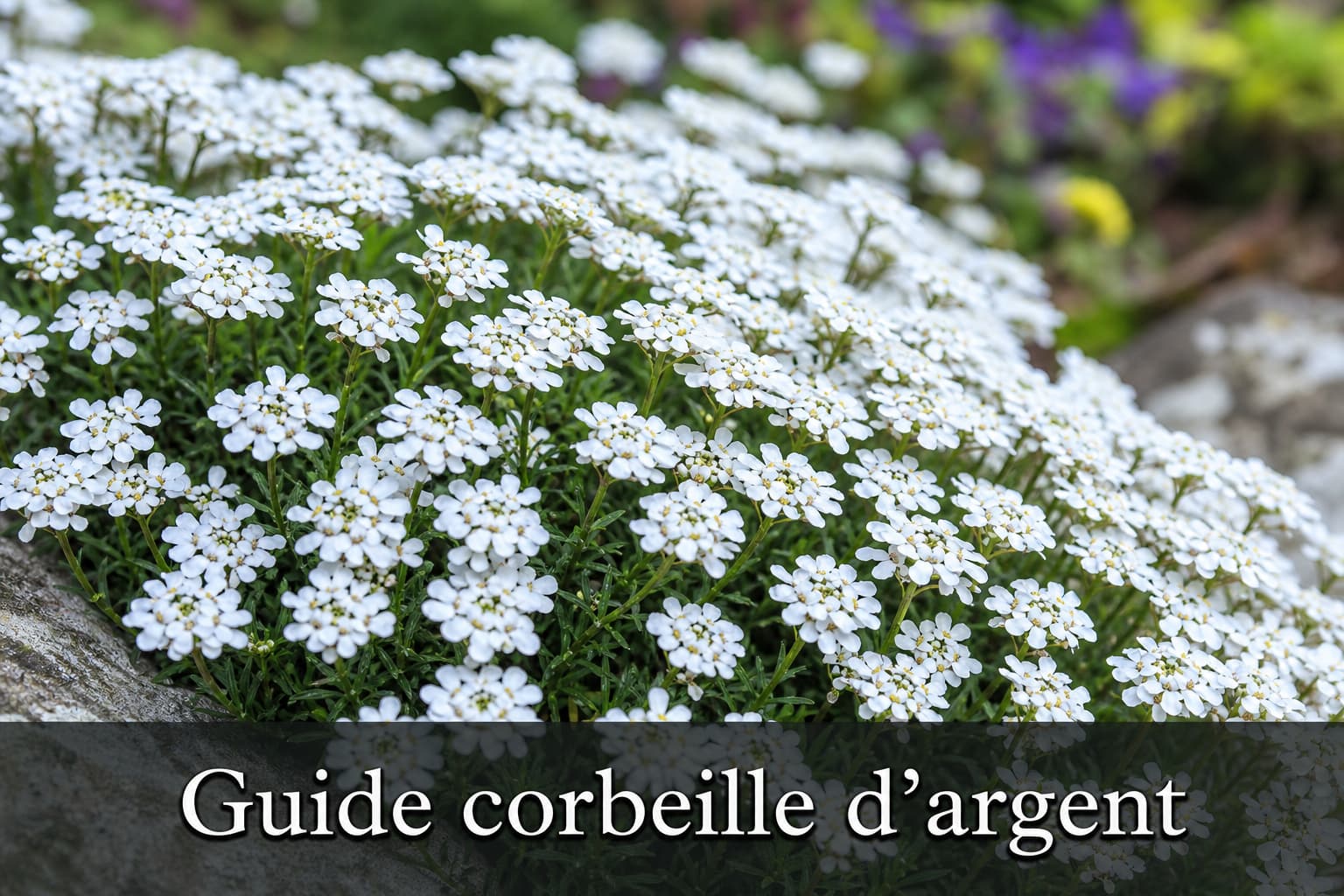 Macrophotographie de corbeille d