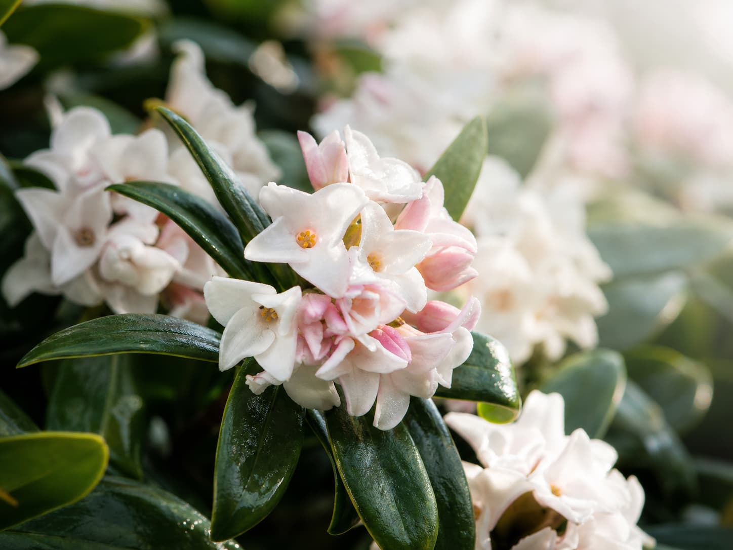 Gros plan sur des grappes de petites fleurs blanches cireuses au centre légèrement rose, sur fond de feuilles persistantes sombres.