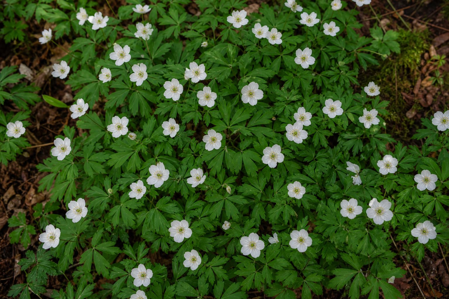 Vue de dessus de Geranium sylvaticum