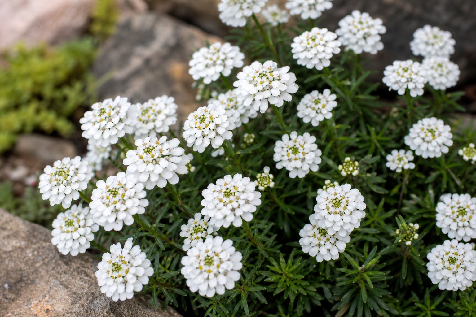 Vue de dessus en gros plan des fleurs blanches délicates de l