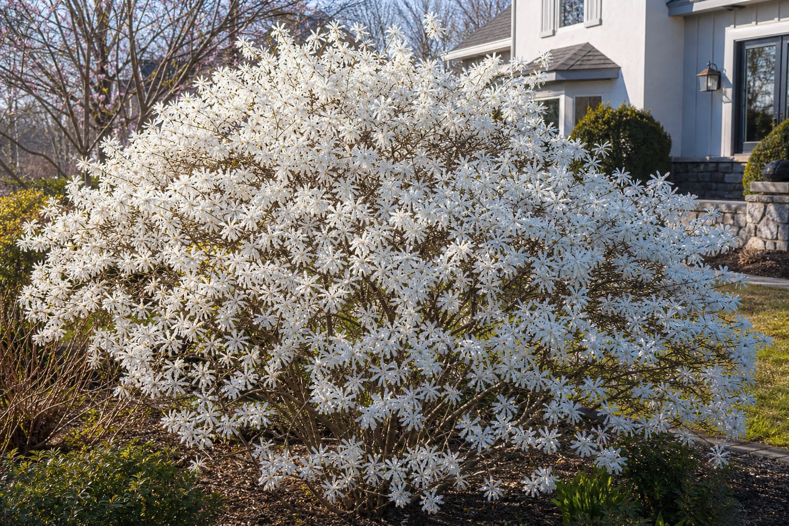 Grand arbuste de Magnolia stellata dans une cour avant, couvert de fleurs blanches en forme d